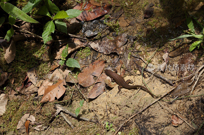 东印度棕色 mabuya (Eutropis multifasciata)